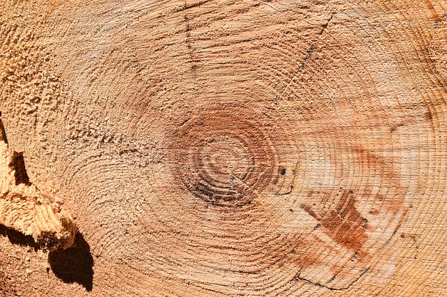 Téléchargement gratuit de Trunk Rings Wood - photo ou image gratuite à éditer avec l'éditeur d'images en ligne GIMP