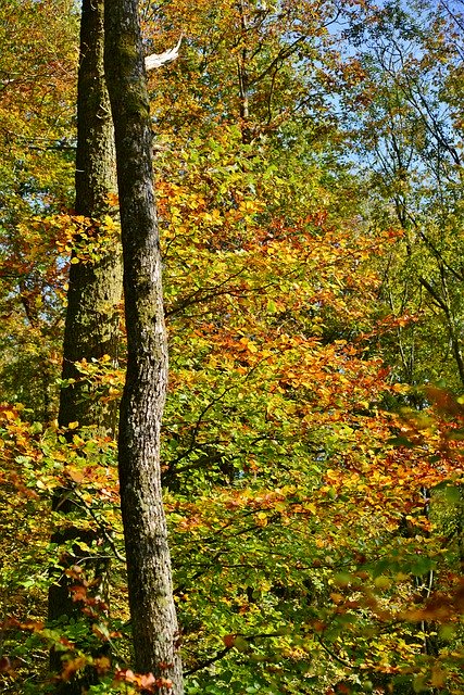 Gratis download Trunks Forest Fall Colors - gratis foto of afbeelding om te bewerken met GIMP online afbeeldingseditor