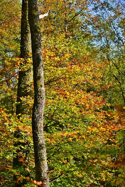 Free download Trunks Forest Fall Colors -  free photo or picture to be edited with GIMP online image editor