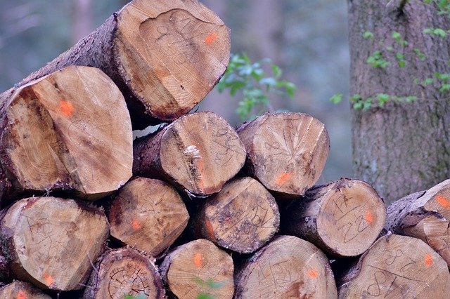 تنزيل Trunks Trees Cut مجانًا - صورة مجانية أو صورة يتم تحريرها باستخدام محرر الصور عبر الإنترنت GIMP