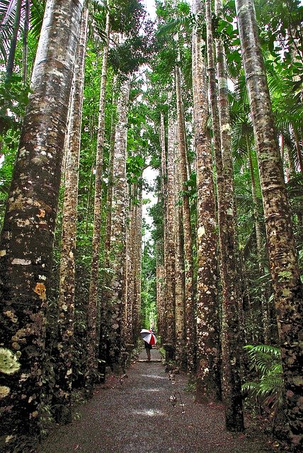 Téléchargement gratuit de Trunks Trees Path - photo ou image gratuite à modifier avec l'éditeur d'images en ligne GIMP