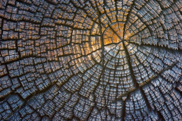 Muat turun percuma Trunk Stump Wood - foto atau gambar percuma untuk diedit dengan editor imej dalam talian GIMP