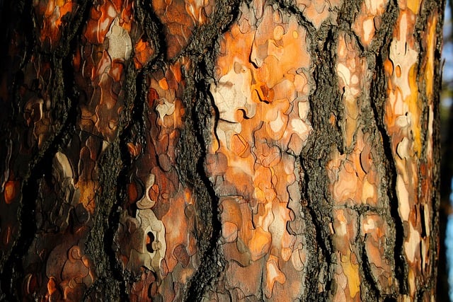 Bezpłatne pobieranie kory pnia drzewa, solidna tekstura, darmowe zdjęcie do edycji za pomocą bezpłatnego edytora obrazów online GIMP
