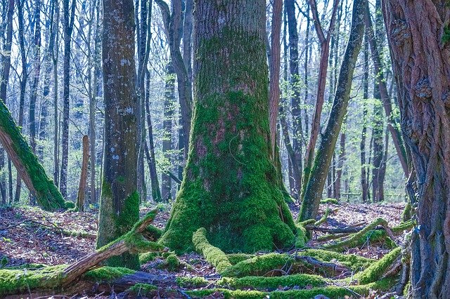 Descărcare gratuită Trunk Tree Forest - fotografie sau imagine gratuită pentru a fi editată cu editorul de imagini online GIMP