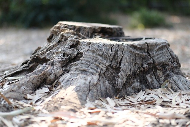 Безкоштовно завантажте Trunk Tree Nature - безкоштовну фотографію або зображення для редагування за допомогою онлайн-редактора зображень GIMP