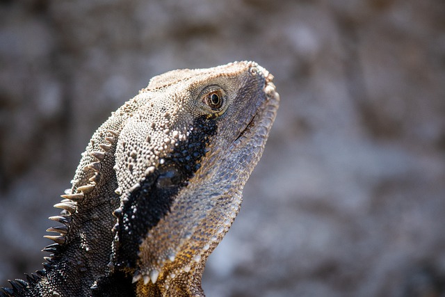 Free download tuatara reptile endemic animal free picture to be edited with GIMP free online image editor