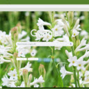 Tuberose  screen for extension Chrome web store in OffiDocs Chromium
