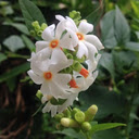 Tuberose Wallpaper  screen for extension Chrome web store in OffiDocs Chromium