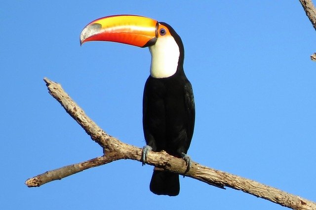 Free download Tucano Bird Plumage -  free photo or picture to be edited with GIMP online image editor
