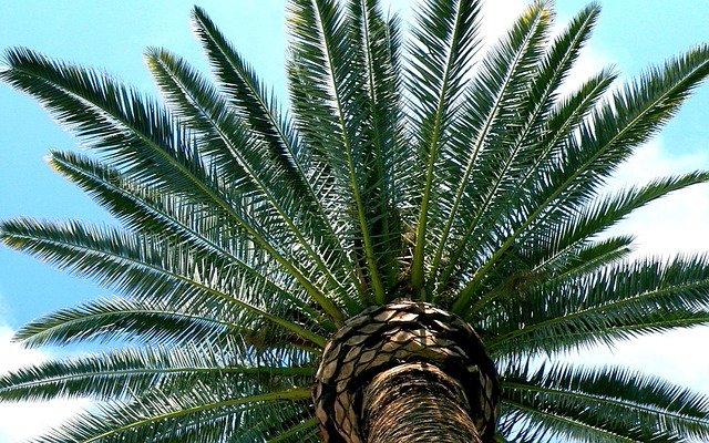 Download gratuito Tucson Desert Palm - foto o immagine gratuita da modificare con l'editor di immagini online di GIMP