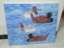 Free download Tufted Duck free photo or picture to be edited with GIMP online image editor