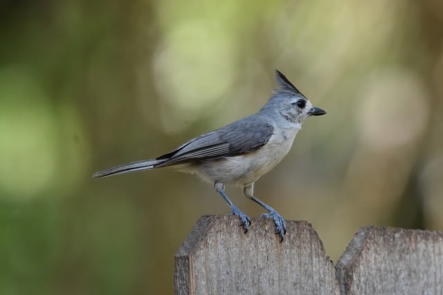 Free download tufted titmouse bird nature free picture to be edited with GIMP free online image editor