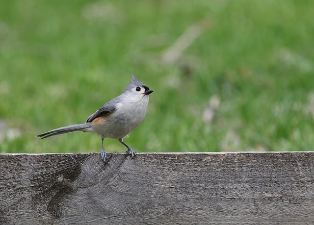 Free download tufted titmouse nature bird free picture to be edited with GIMP free online image editor