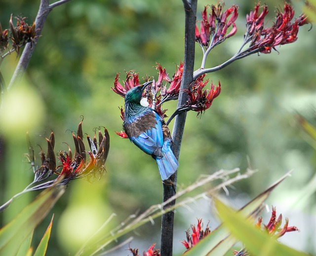 Free download tui bird nz flax native flower free picture to be edited with GIMP free online image editor