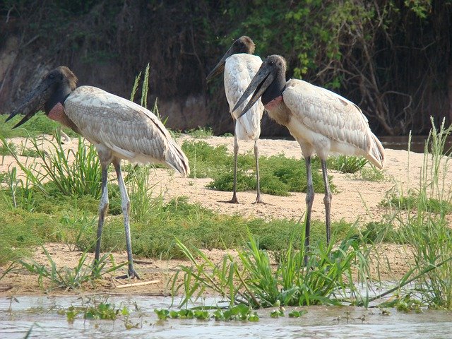 Free download Tuiuiú Bird Jabiru Stork -  free free photo or picture to be edited with GIMP online image editor