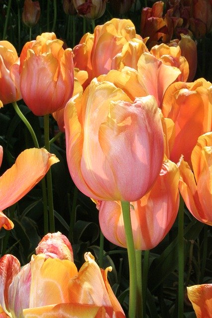 Free download Tulip Bi Color Garden -  free photo or picture to be edited with GIMP online image editor