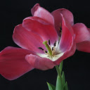 tulip blooming  screen for extension Chrome web store in OffiDocs Chromium