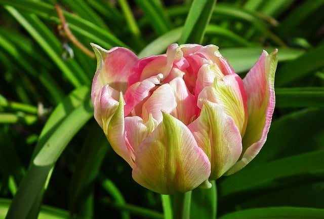 Free graphic tulip blooming tulip blooming flower to be edited by GIMP free image editor by OffiDocs