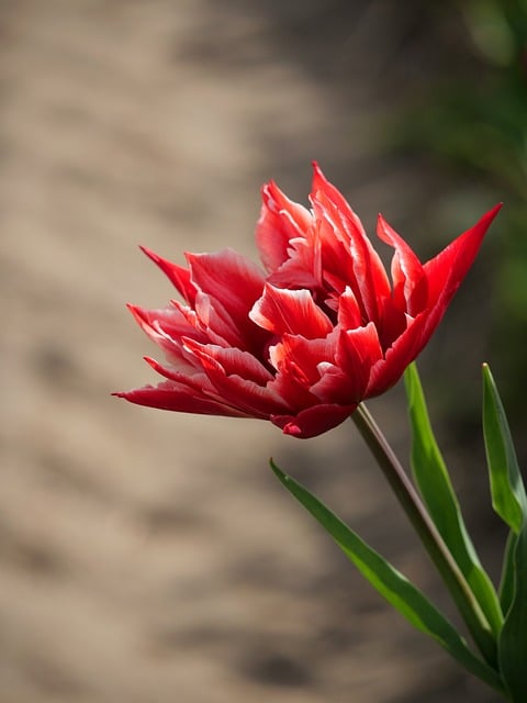 Free download tulip bloom spring blossom petals free picture to be edited with GIMP free online image editor