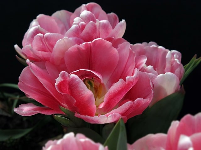 Free download tulip blossom bloom flower petals free picture to be edited with GIMP free online image editor