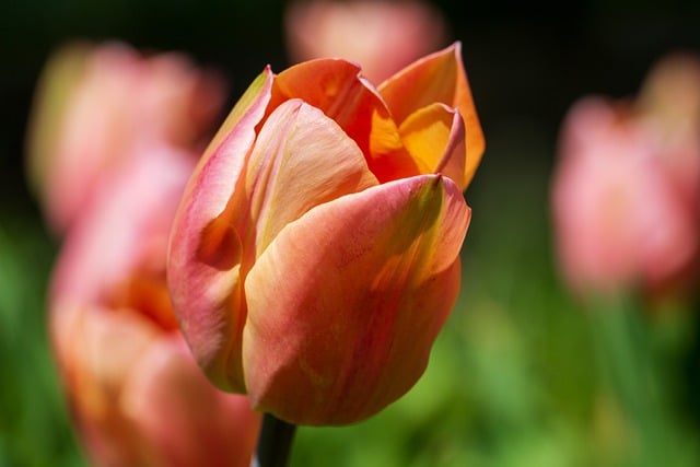 Free download tulip blossom bloom orange spring free picture to be edited with GIMP free online image editor