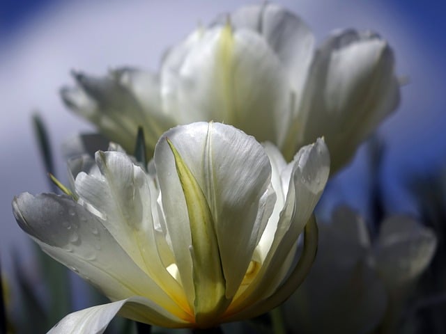 Free download tulip blossom bloom petals flora free picture to be edited with GIMP free online image editor