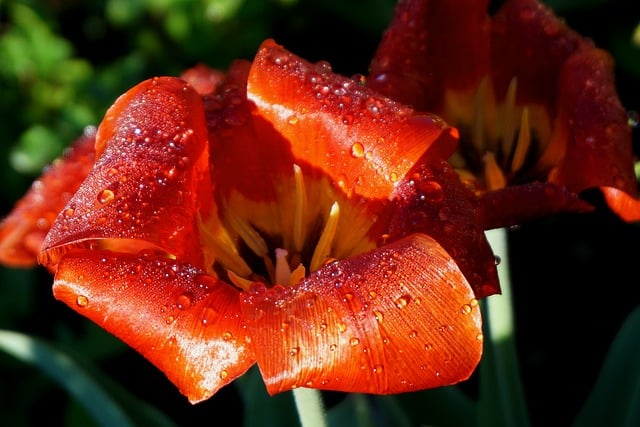 Free download tulip botany red wild nature flora free picture to be edited with GIMP free online image editor