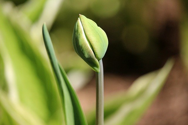 Tulip Closed Spring 무료 다운로드 - 무료 사진 또는 GIMP 온라인 이미지 편집기로 편집할 사진