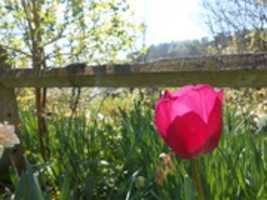 Free download TULIPE DU JARDIN  free photo or picture to be edited with GIMP online image editor