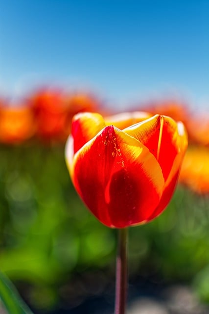 Free download tulip field flower petals bokeh free picture to be edited with GIMP free online image editor