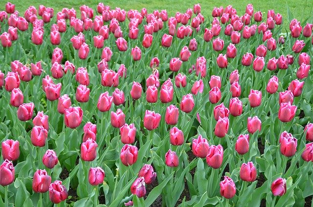 Free download Tulip Field Keukenhof Holland Red -  free free photo or picture to be edited with GIMP online image editor