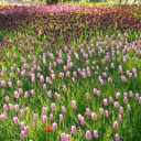 Tulip fields  screen for extension Chrome web store in OffiDocs Chromium