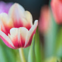 tulip flower  screen for extension Chrome web store in OffiDocs Chromium