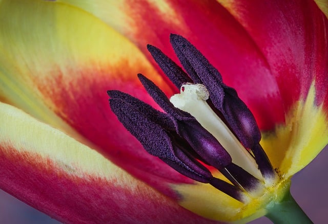 Free download tulip flower bloom blossom macro free picture to be edited with GIMP free online image editor