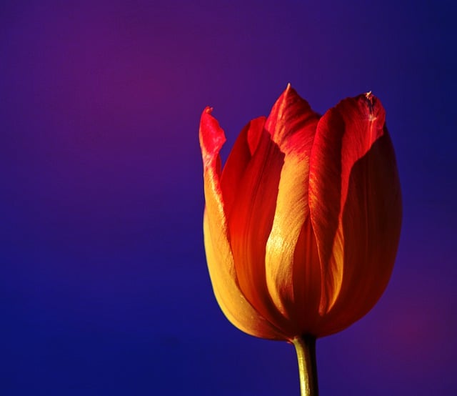 Free download tulip flower bloom flora spring free picture to be edited with GIMP free online image editor