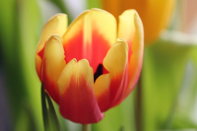 Free download tulip flower blossom bloom free picture to be edited with GIMP free online image editor