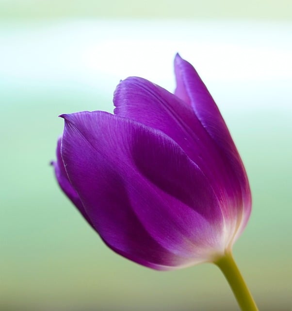 Free download tulip flower blossom bloom petals free picture to be edited with GIMP free online image editor