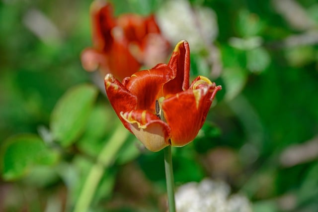 Free download tulip flower blossom bloom plant free picture to be edited with GIMP free online image editor