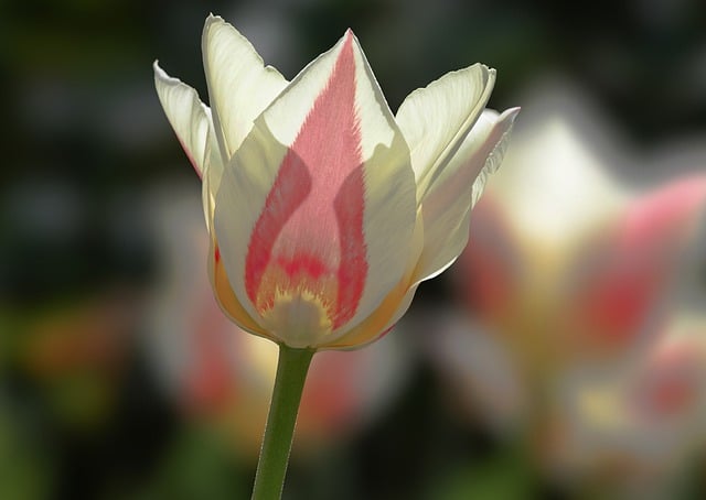 Free download tulip flower botany spring plant free picture to be edited with GIMP free online image editor
