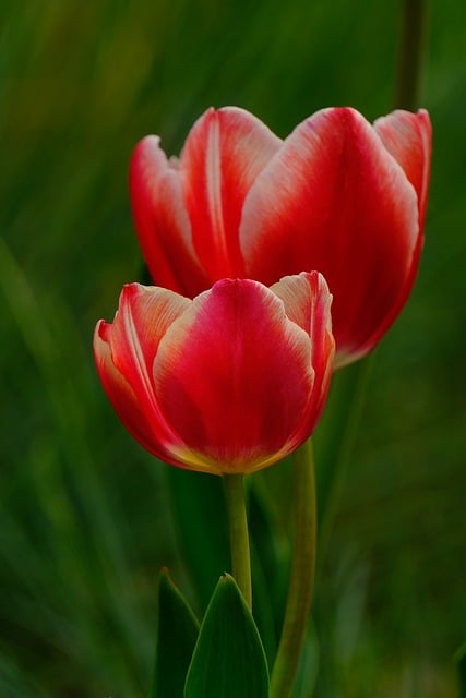 Free download tulip flower cereal bloom nature free picture to be edited with GIMP free online image editor