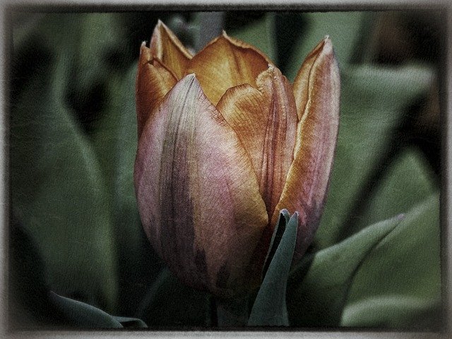 Free download Tulip Flower Computer Graphic Art -  free illustration to be edited with GIMP free online image editor