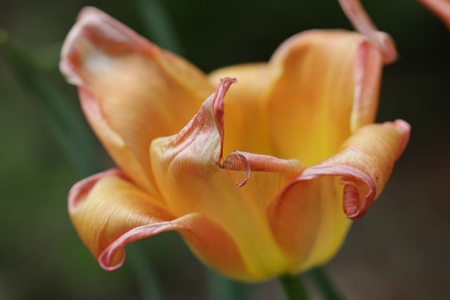 Free download tulip flower dry tulip plant dying free picture to be edited with GIMP free online image editor