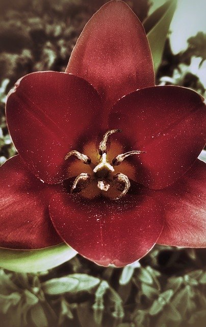 Free download Tulip Flower Figure -  free photo or picture to be edited with GIMP online image editor