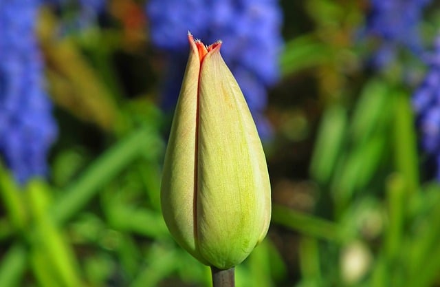 Download gratuito de flor de tulipa em botão de flor de tulipa imagem gratuita para ser editada com o editor de imagens on-line gratuito do GIMP