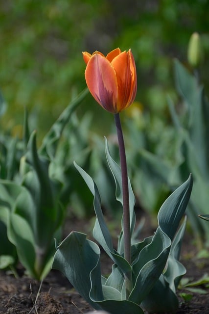 Free download tulip flower gardening plant free picture to be edited with GIMP free online image editor