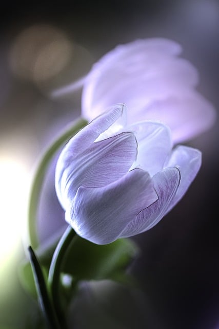 Free download tulip flower garden plant macro free picture to be edited with GIMP free online image editor