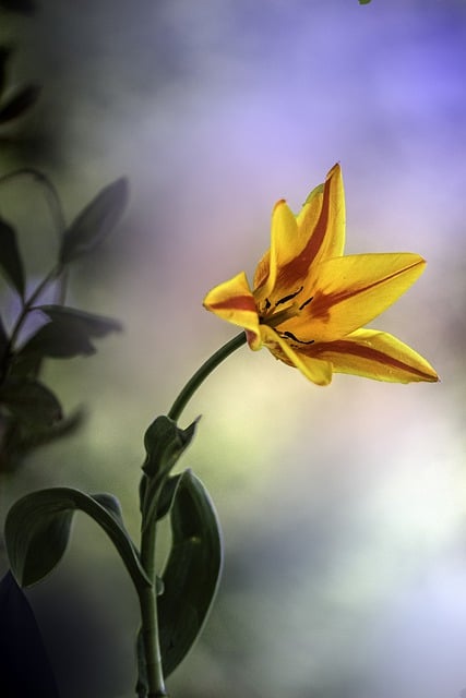 Free download tulip flower garden spring plant free picture to be edited with GIMP free online image editor