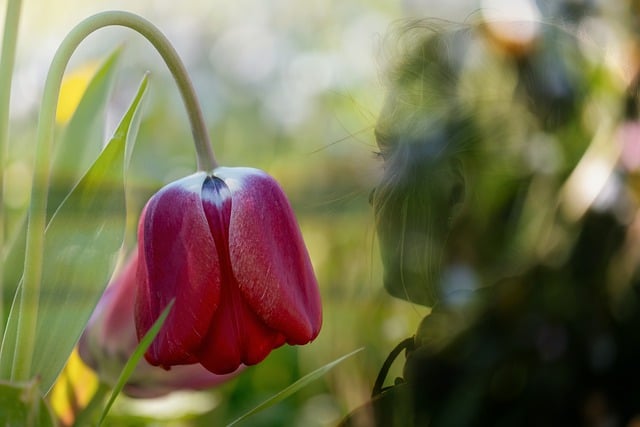 Free download tulip flower girl red flower free picture to be edited with GIMP free online image editor