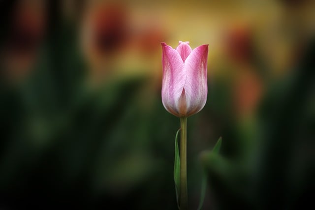 Gratis download tulp bloemblaadje flora schoonheid gratis foto om te bewerken met GIMP gratis online afbeeldingseditor