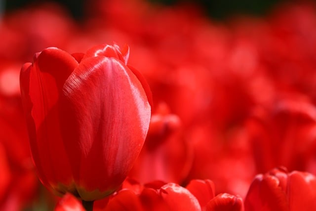 Free download tulip flower plant garden free picture to be edited with GIMP free online image editor